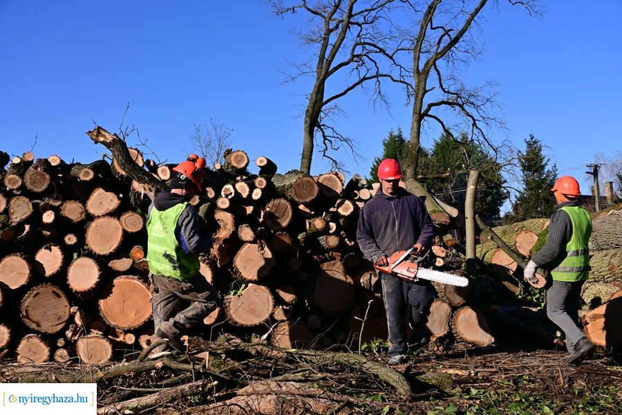 Fakitermelés a Sóstói erdőben 20240129
