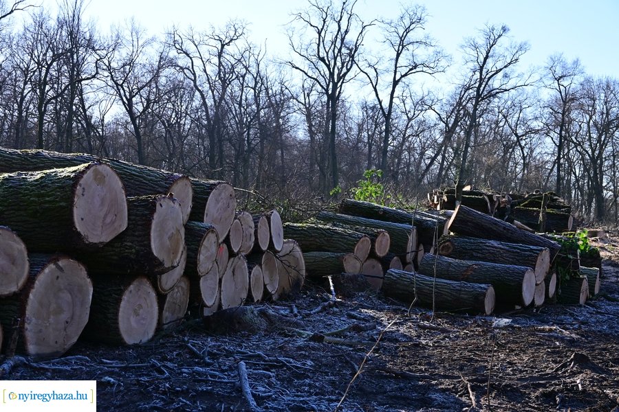 Fakitermelés a Sóstói erdőben 20240129