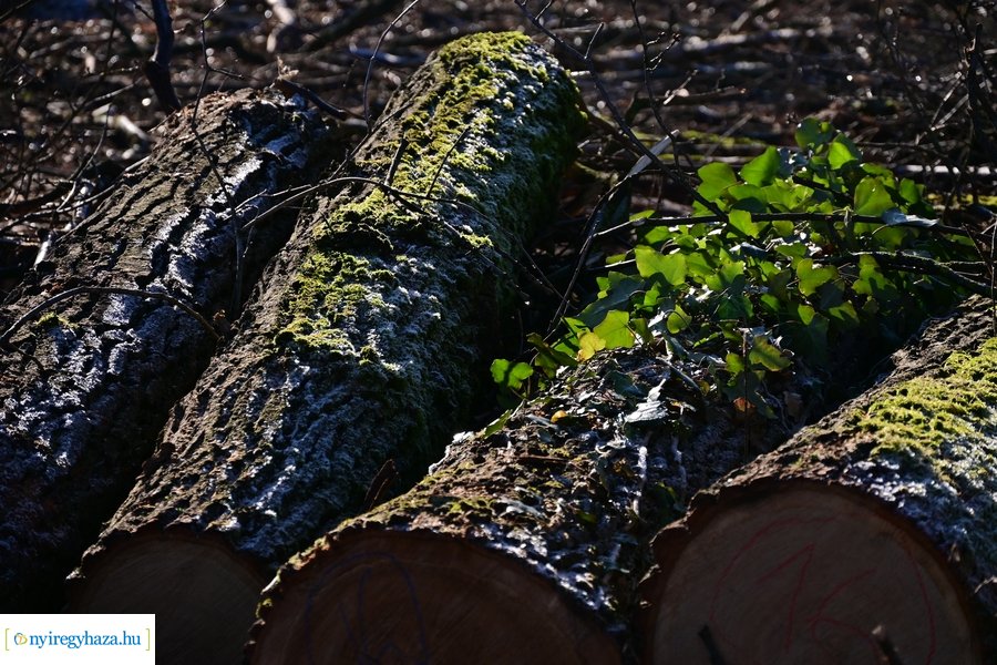 Fakitermelés a Sóstói erdőben 20240129