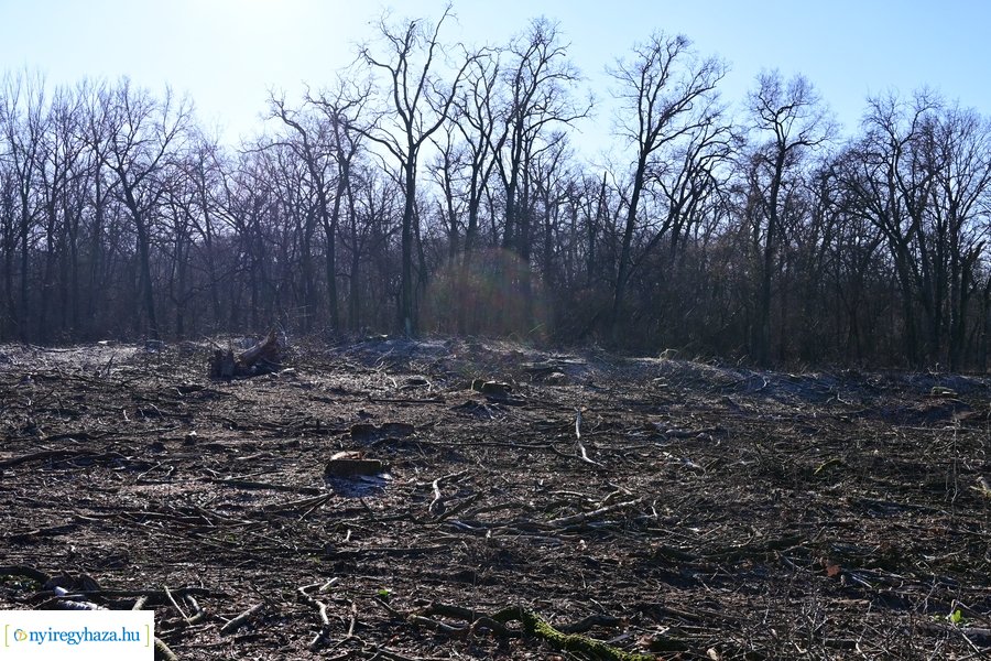 Fakitermelés a Sóstói erdőben 20240129