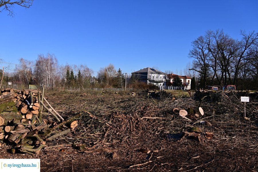 Fakitermelés a Sóstói erdőben 20240129