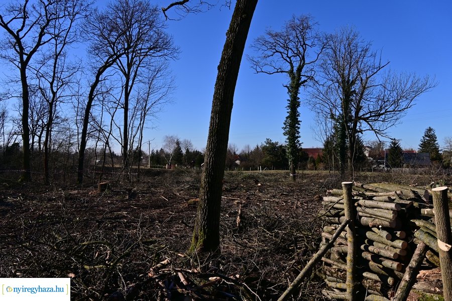 Fakitermelés a Sóstói erdőben 20240129