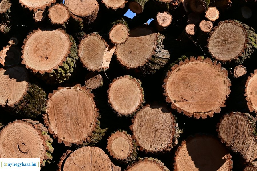 Fakitermelés a Sóstói erdőben 20240129