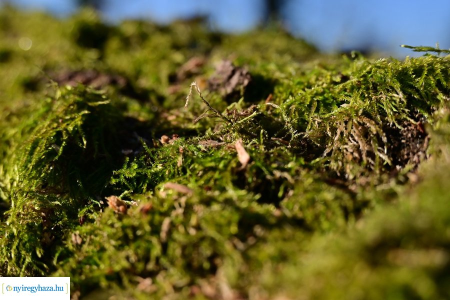 Fakitermelés a Sóstói erdőben 20240129