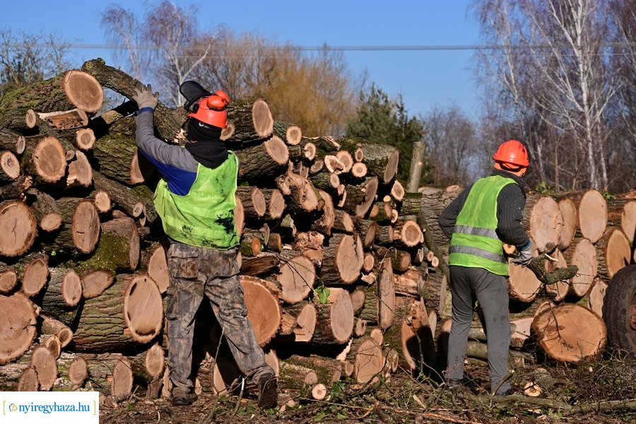 Fakitermelés a Sóstói erdőben 20240129