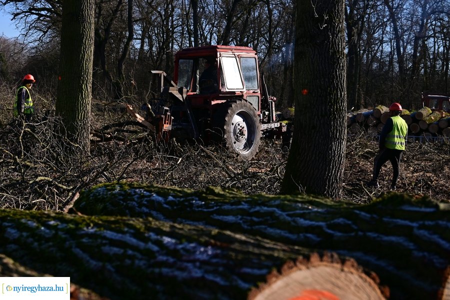 Fakitermelés a Sóstói erdőben 20240129