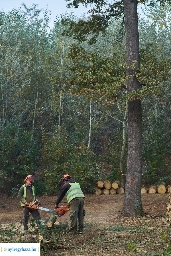 Fakitermelés a Sóstói erdőben