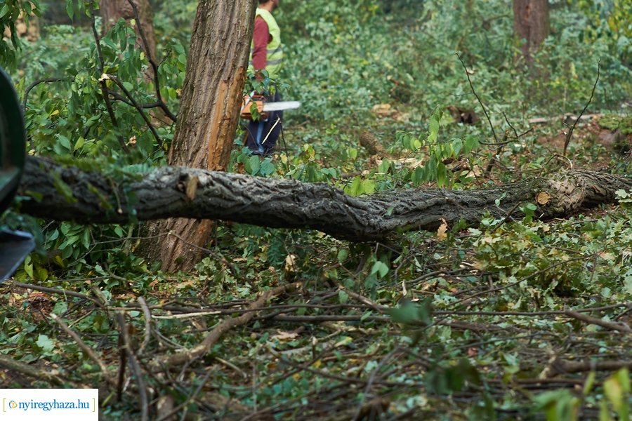 Fakitermelés a Sóstói erdőben