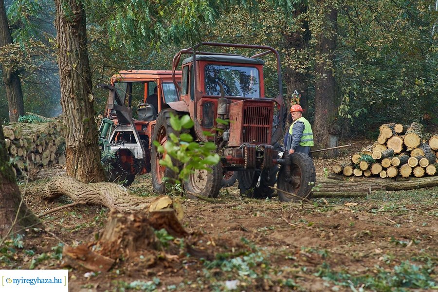 Fakitermelés a Sóstói erdőben