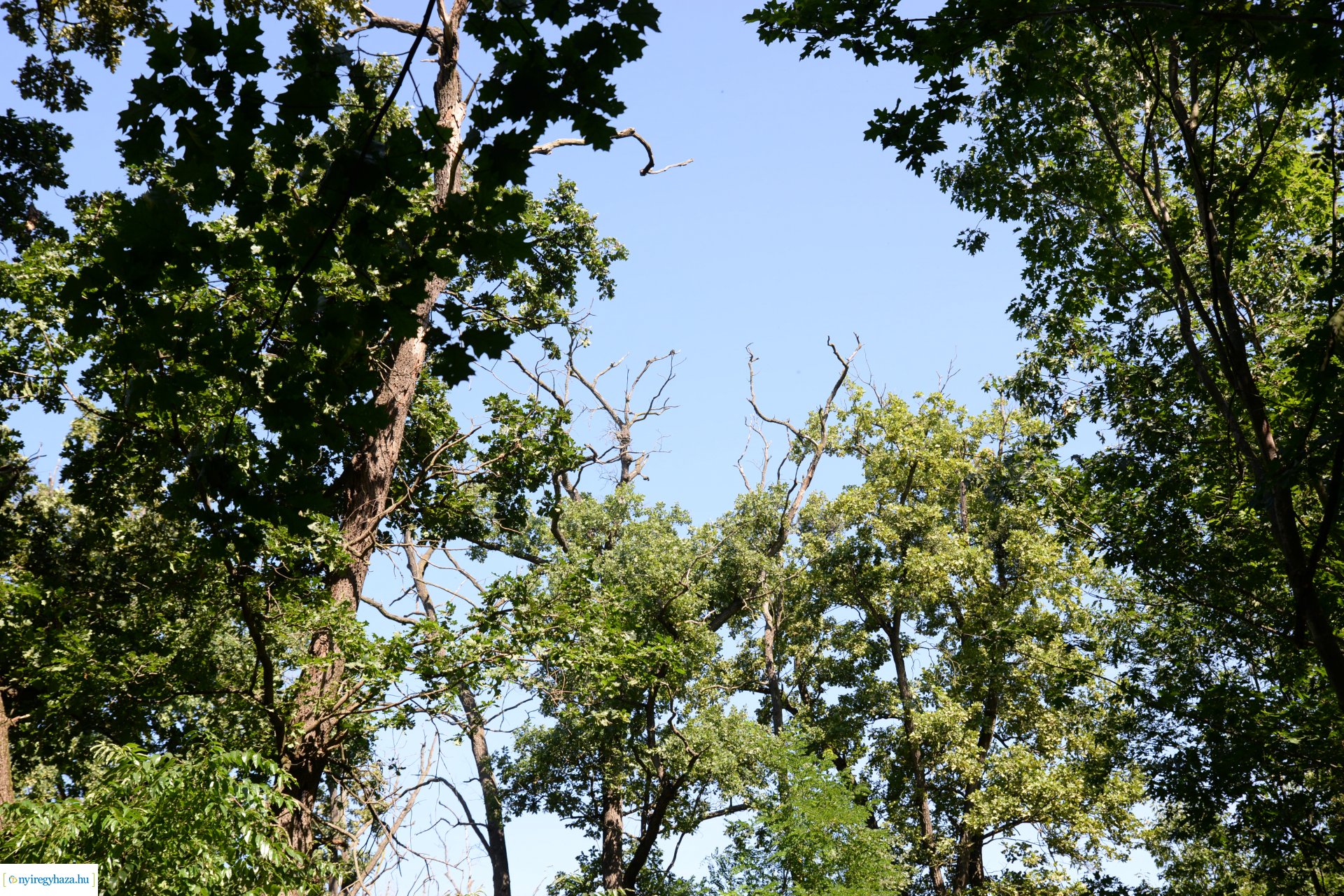 Fakitermelés a Sóstói erdőben