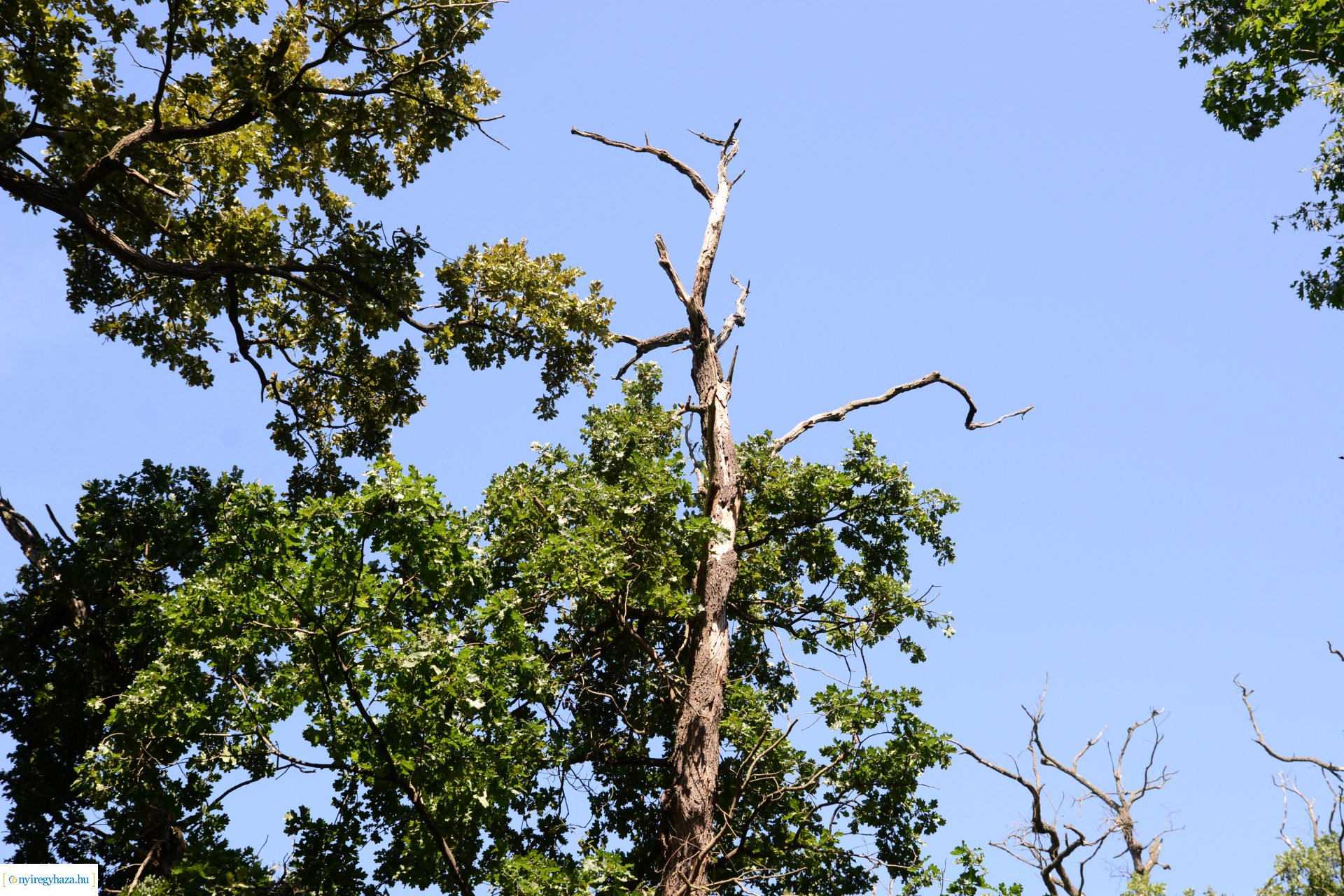 Fakitermelés a Sóstói erdőben