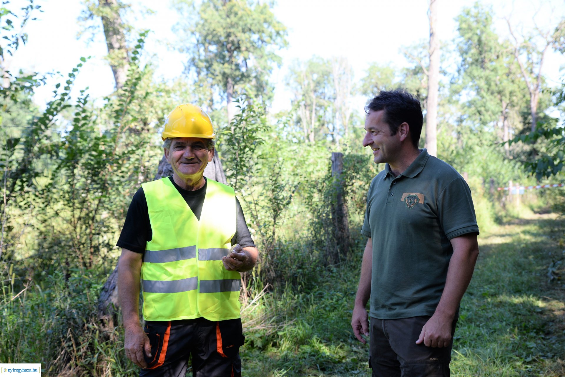 Fakitermelés a Sóstói erdőben