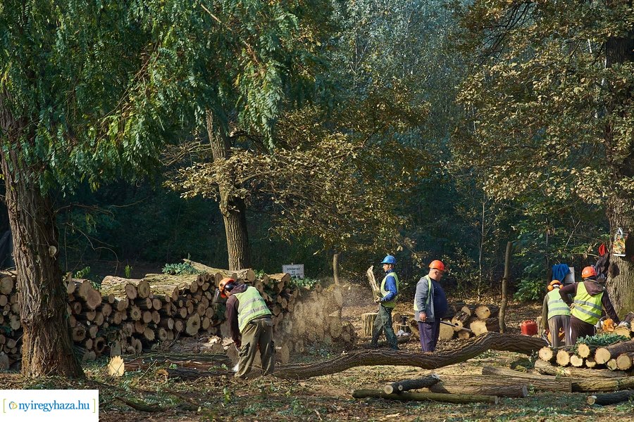 Fakitermelés a Sóstói erdőben