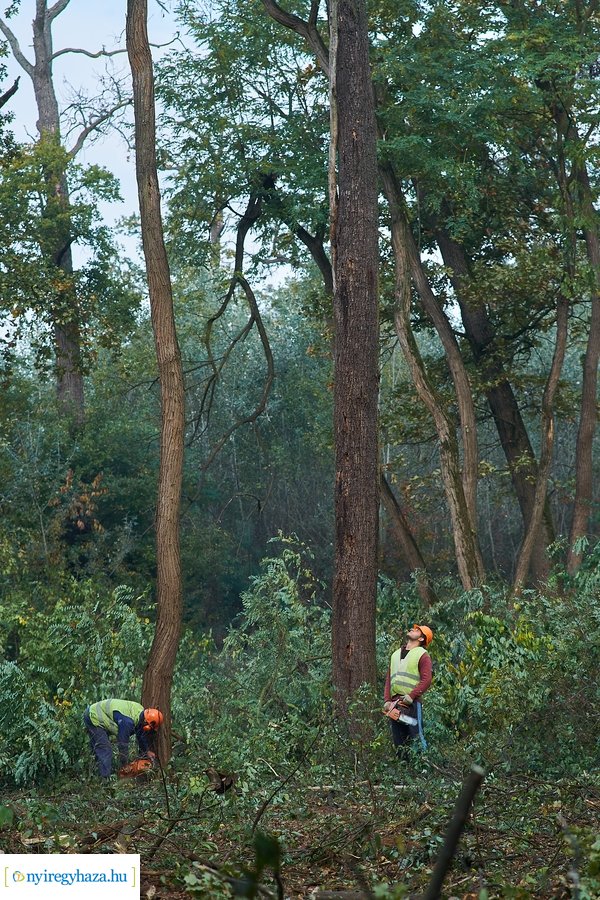 Fakitermelés a Sóstói erdőben