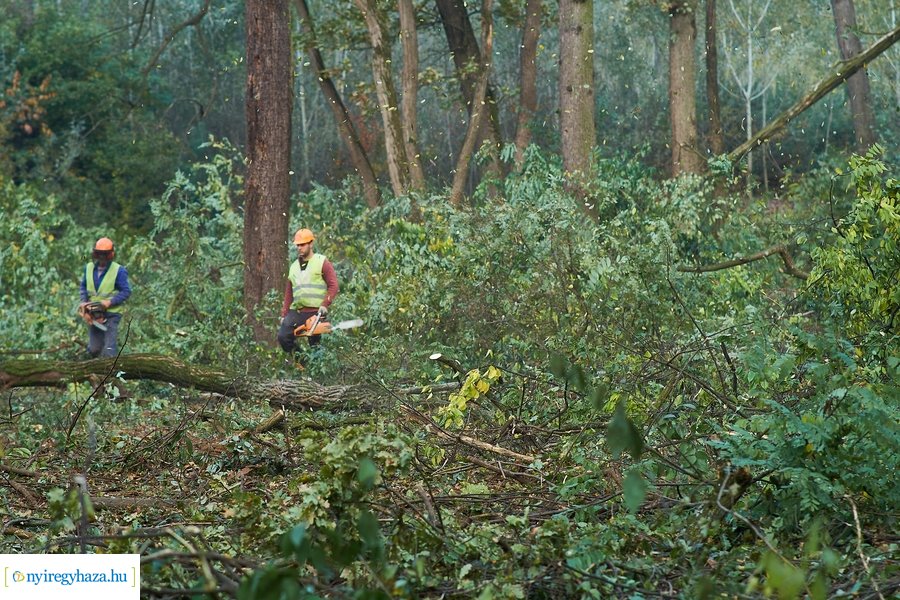Fakitermelés a Sóstói erdőben