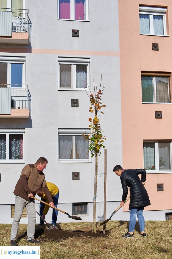 Fásítási program a Garibaldi utcán