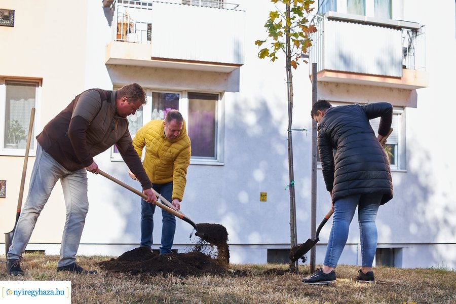 Fásítási program a Garibaldi utcán
