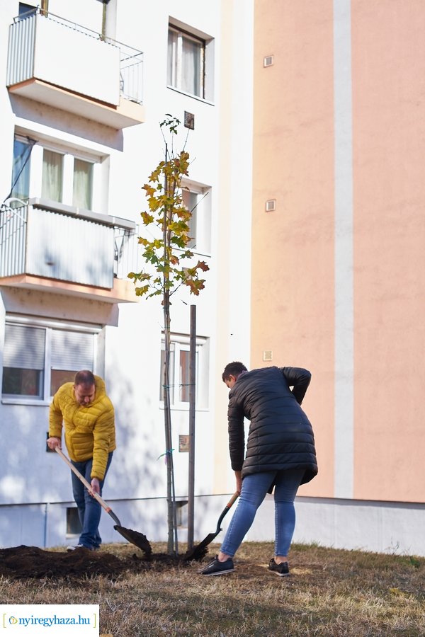 Fásítási program a Garibaldi utcán
