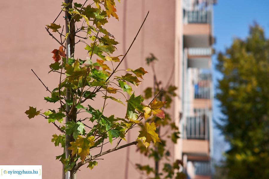Fásítási program a Garibaldi utcán