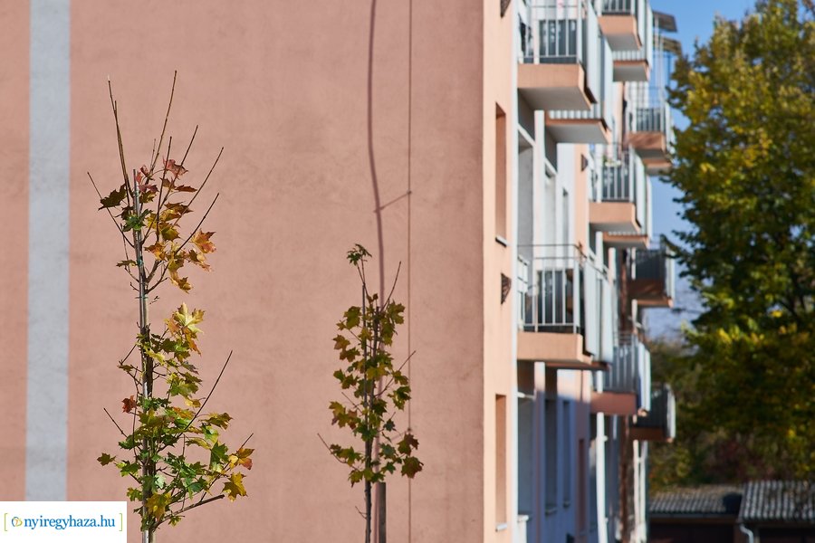 Fásítási program a Garibaldi utcán