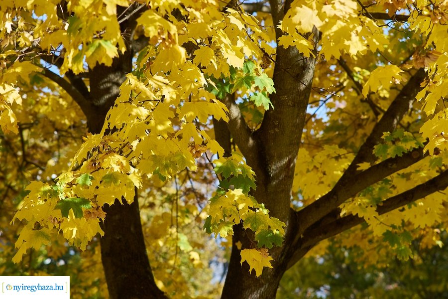 Fásítási program a Garibaldi utcán