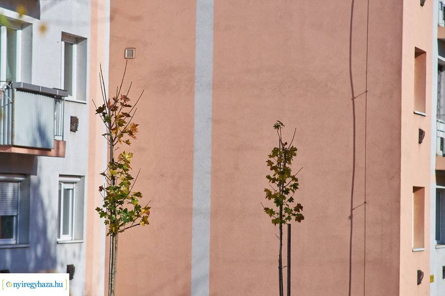 Fásítási program a Garibaldi utcán