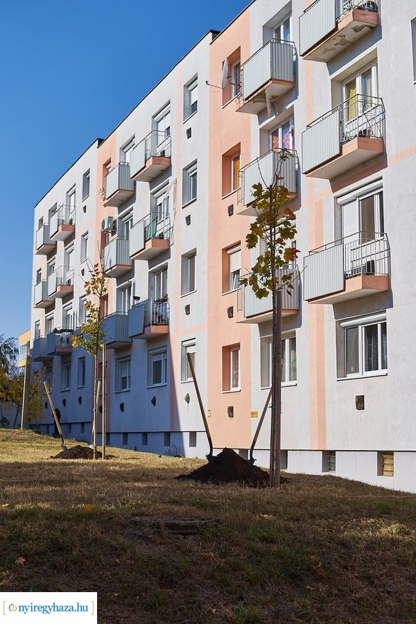 Fásítási program a Garibaldi utcán