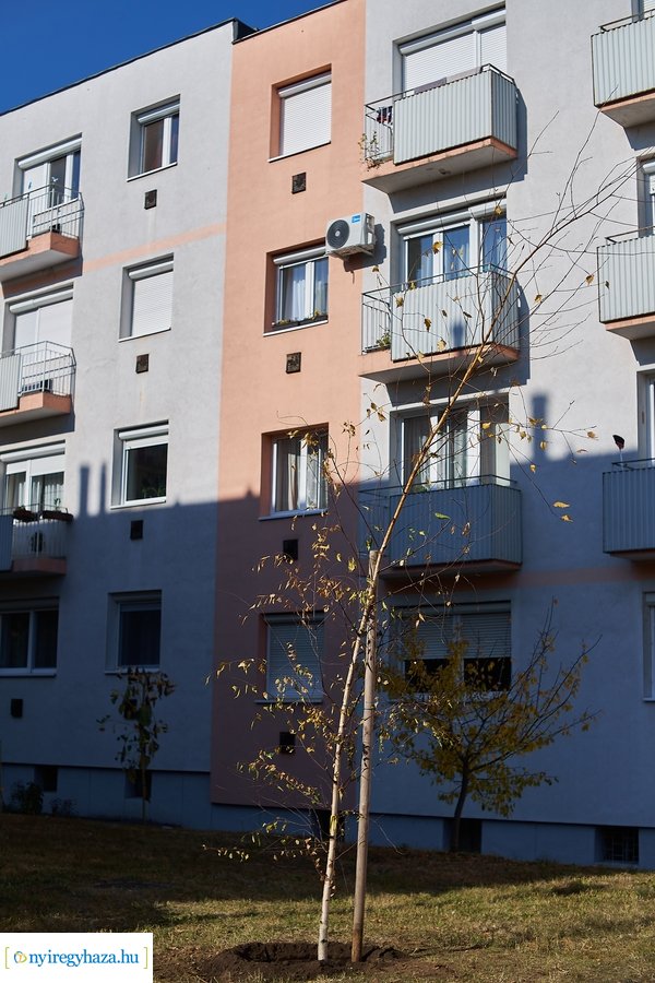 Fásítási program a Garibaldi utcán