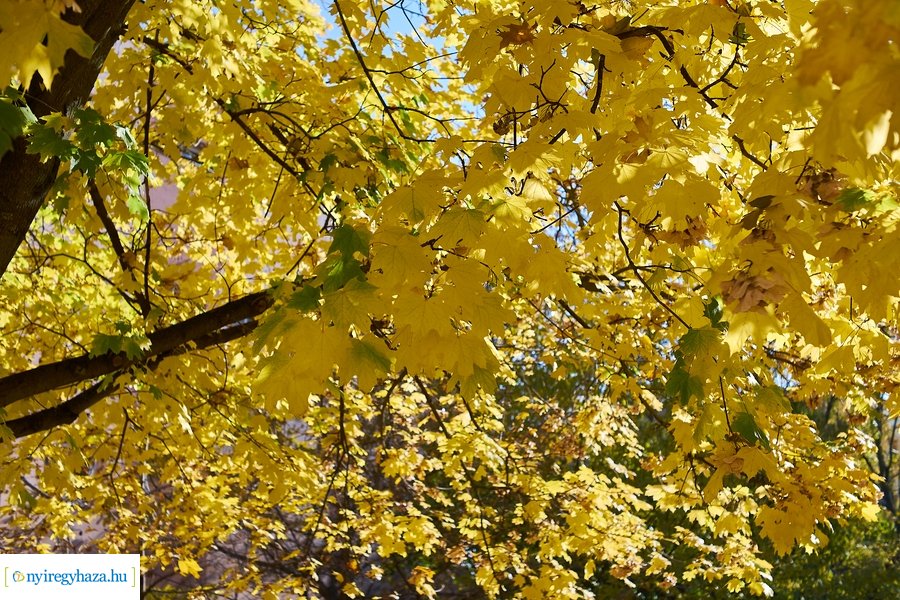 Fásítási program a Garibaldi utcán
