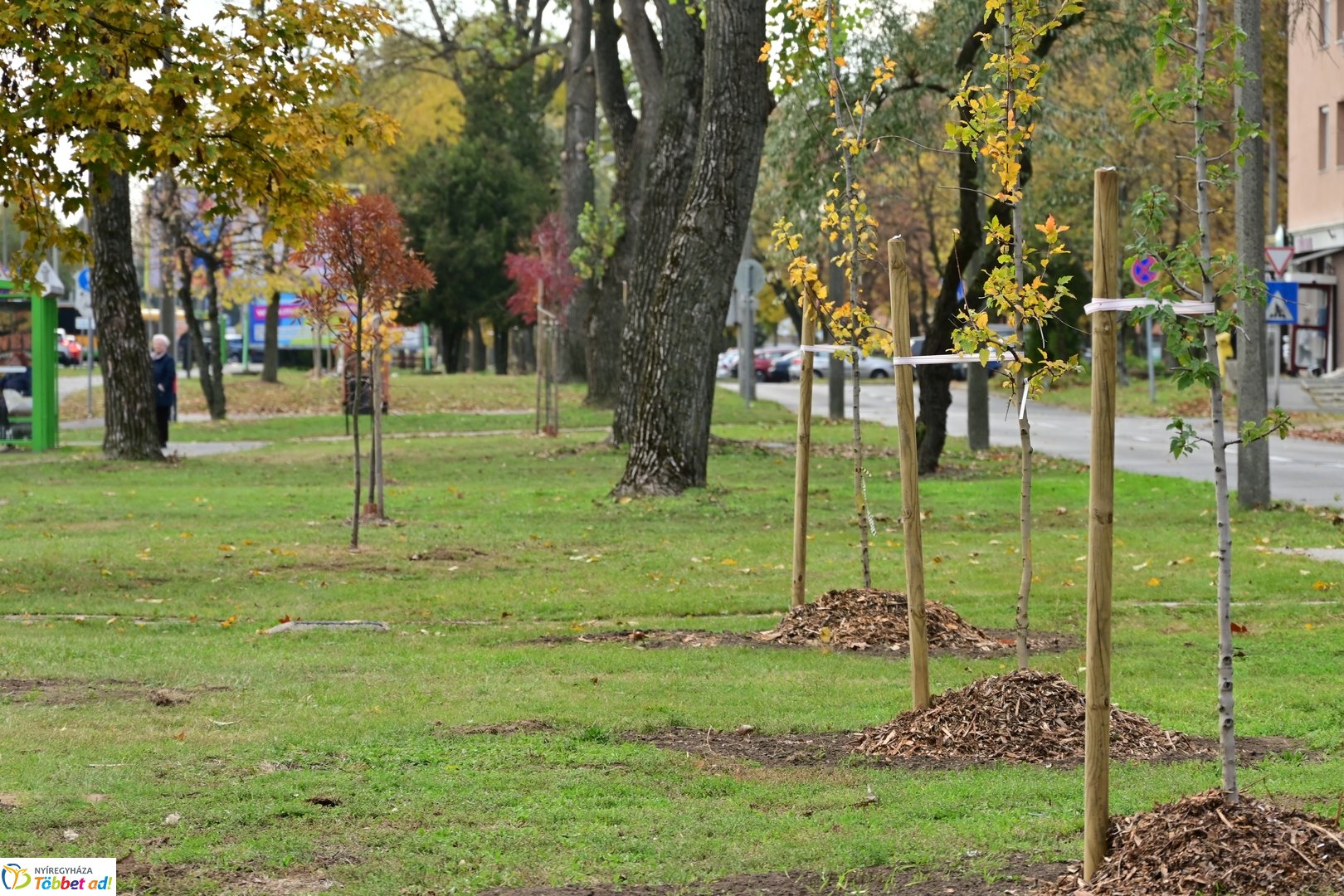 Fásítási program a Korányi utcán 2025 októberében