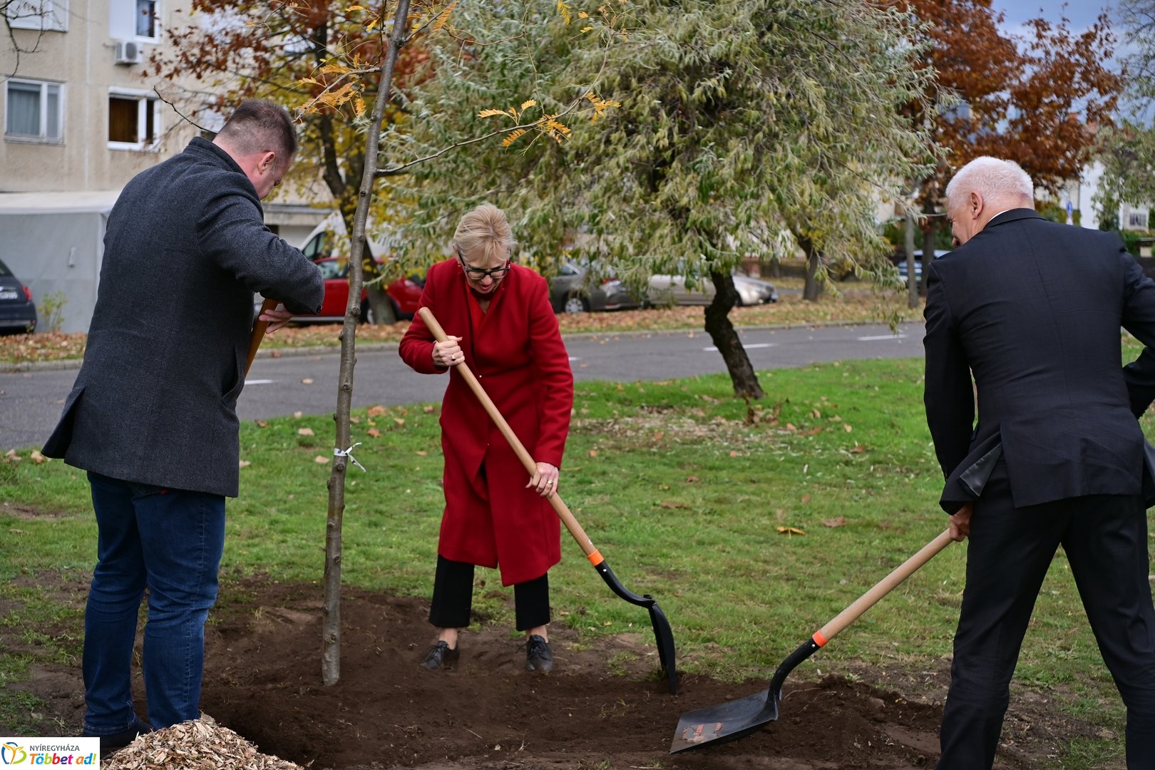 Fásítási program a Korányi utcán 2025 októberében