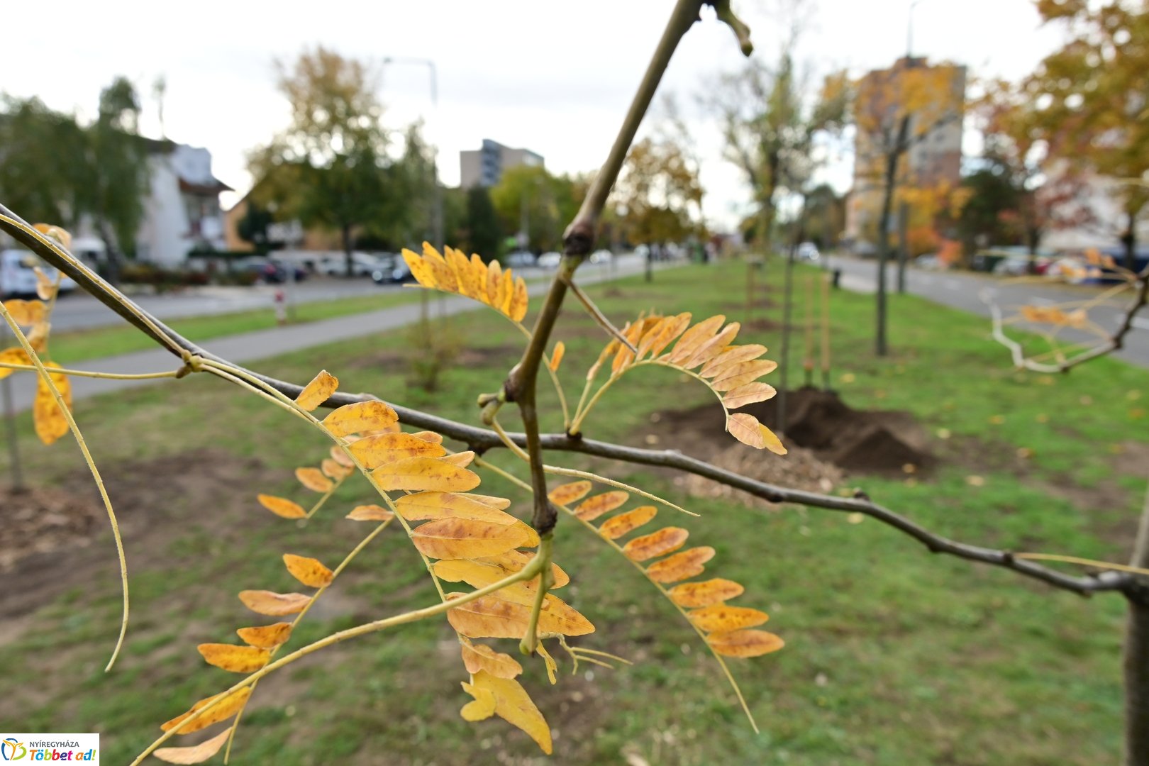 Fásítási program a Korányi utcán 2025 októberében