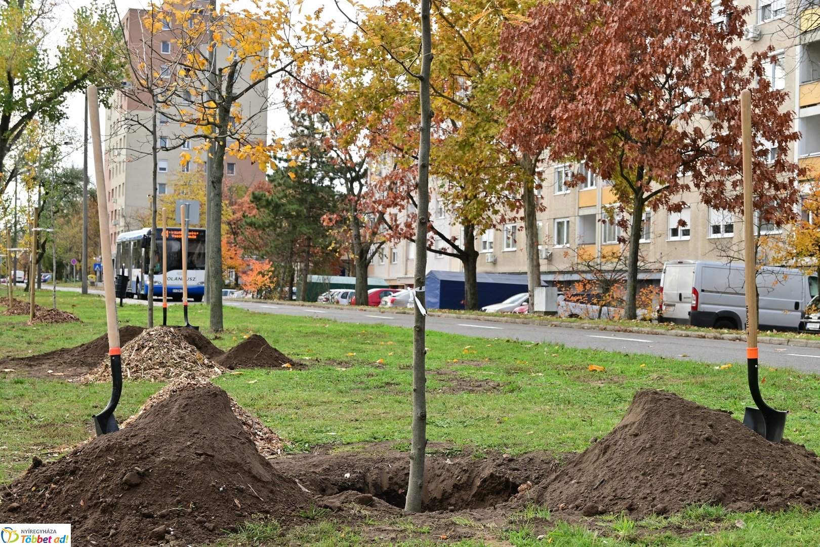 Fásítási program a Korányi utcán 2025 októberében