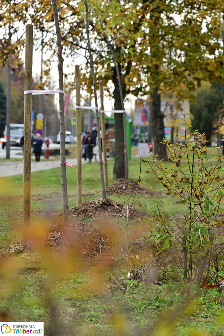 Fásítási program a Korányi utcán 2025 októberében