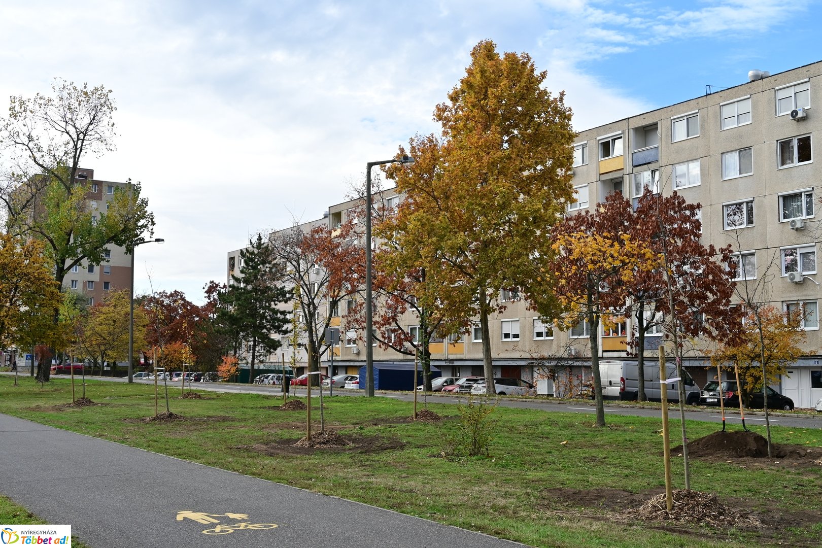 Fásítási program a Korányi utcán 2025 októberében