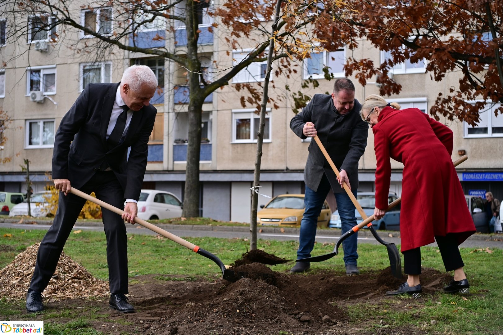 Fásítási program a Korányi utcán 2025 októberében
