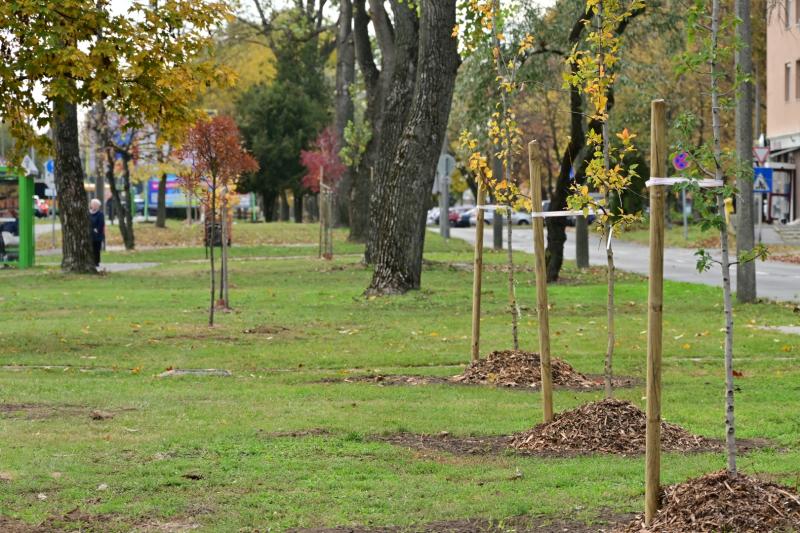 Fásítási program a Korányi utcán 2025 októberében