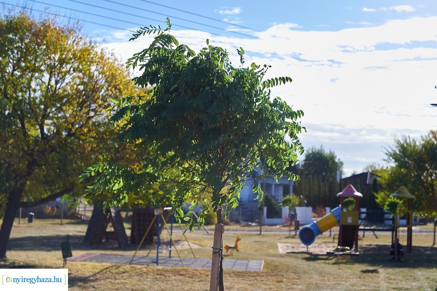 Fásítási program Nagyszálláson 20211022