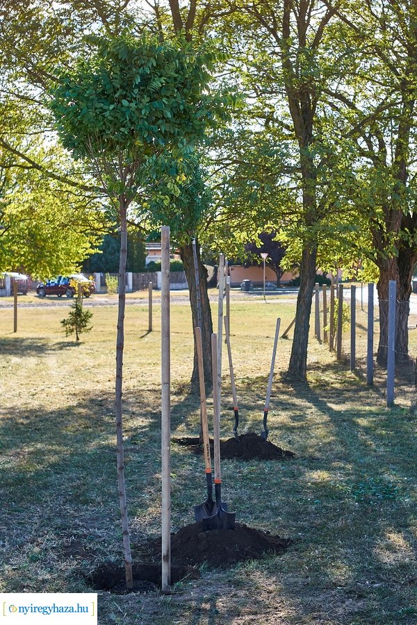 Fásítási program Nagyszálláson 20211022