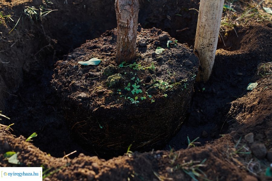 Fásítási program Nagyszálláson 20211022