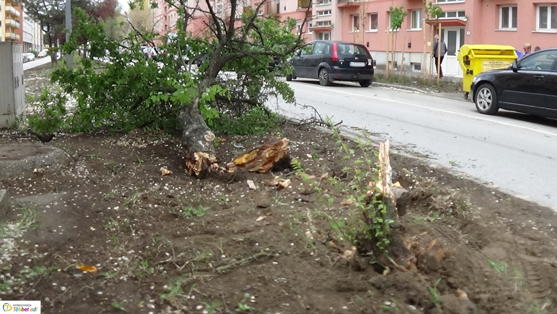 Fát törtek az Arany János utcán