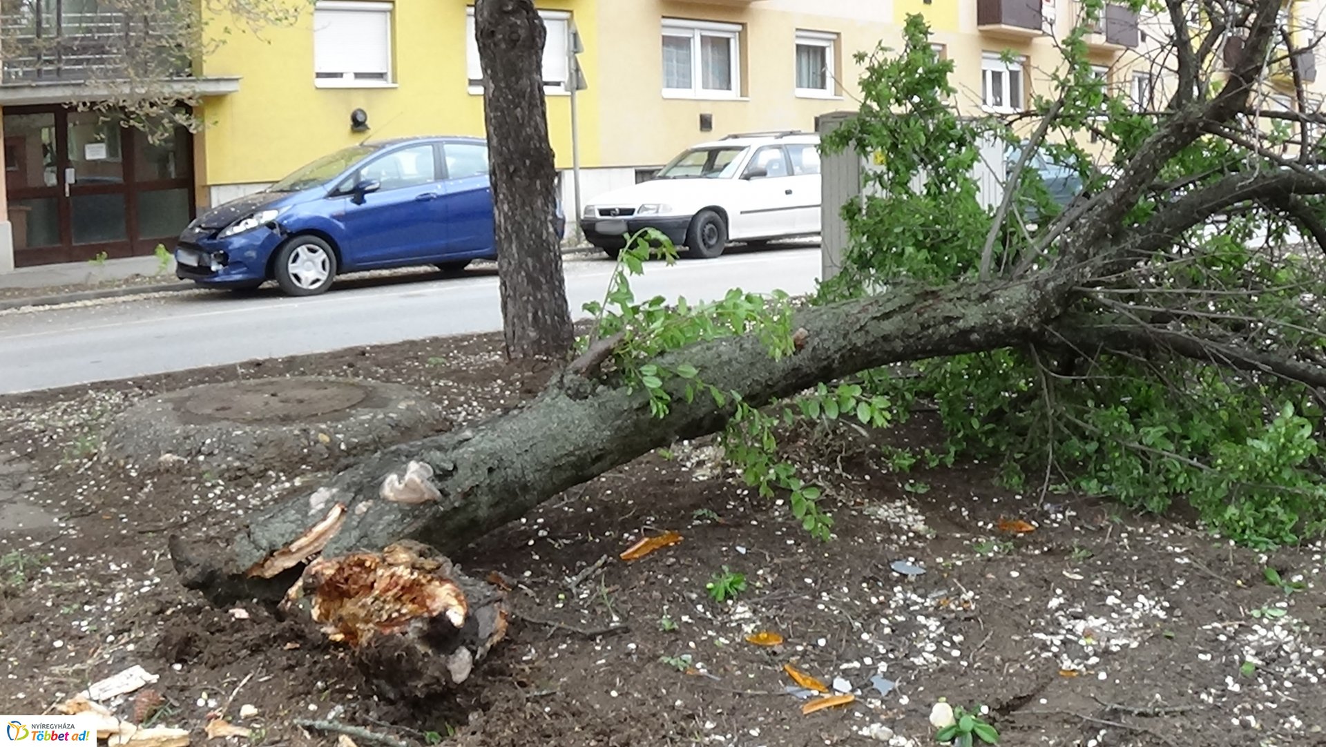 Fát törtek az Arany János utcán