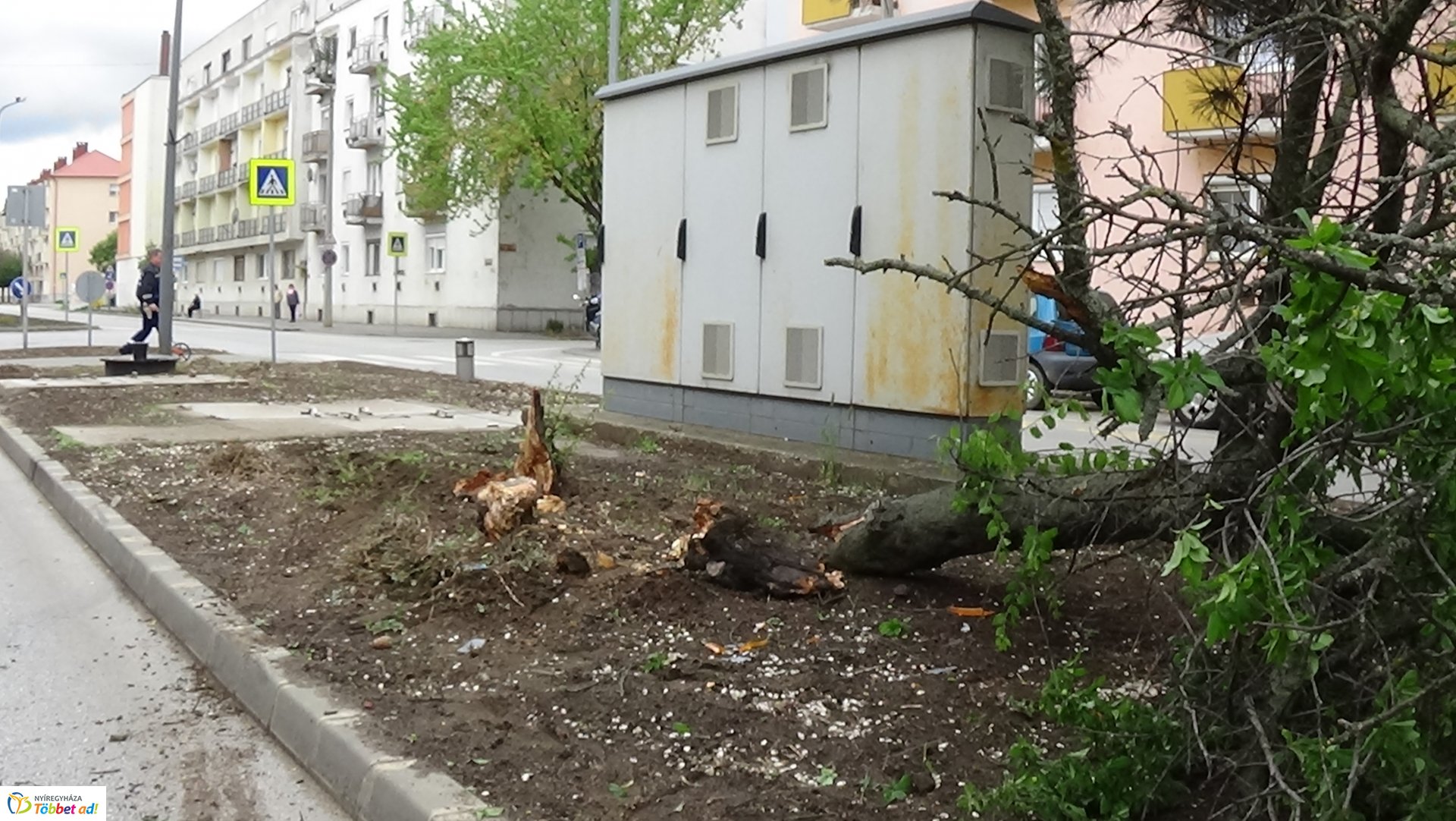 Fát törtek az Arany János utcán