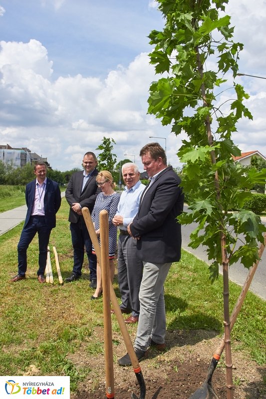 Faültetés a 4-es Huszárok útján