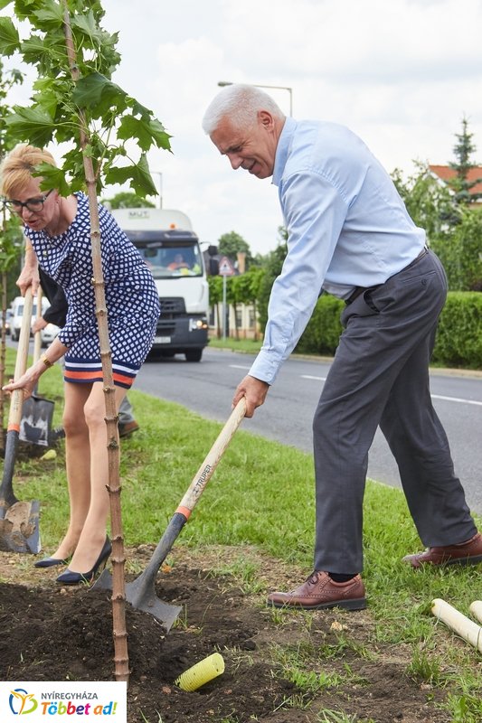 Faültetés a 4-es Huszárok útján