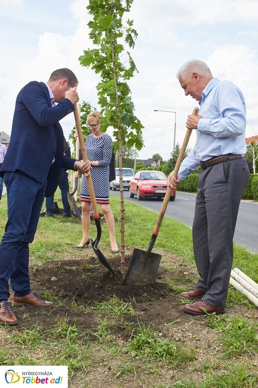 Faültetés a 4-es Huszárok útján
