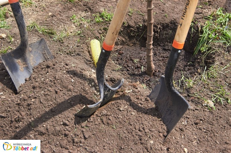 Faültetés a 4-es Huszárok útján