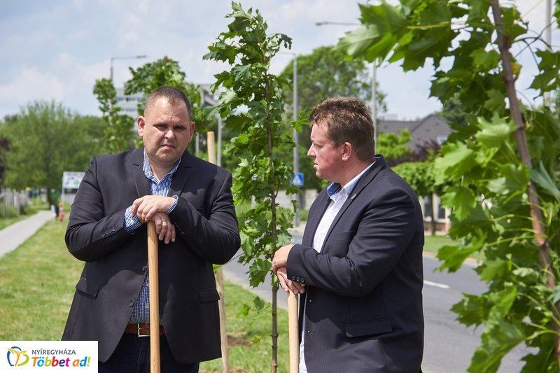 Faültetés a 4-es Huszárok útján