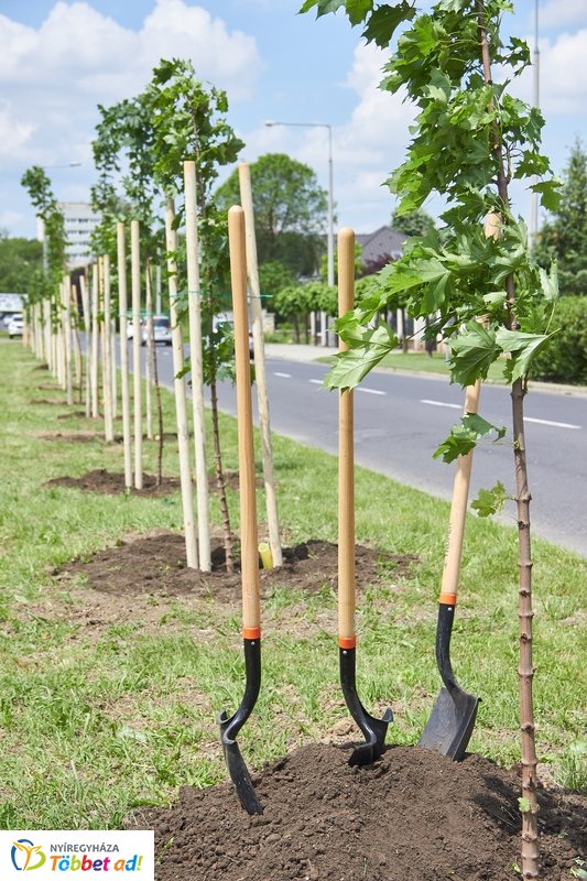 Faültetés a 4-es Huszárok útján