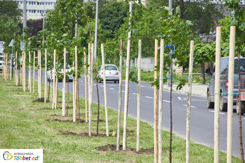 Faültetés a 4-es Huszárok útján